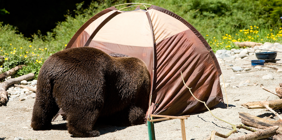 bear going into a tent
