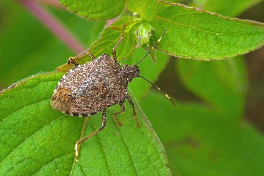 skink bugs ohio