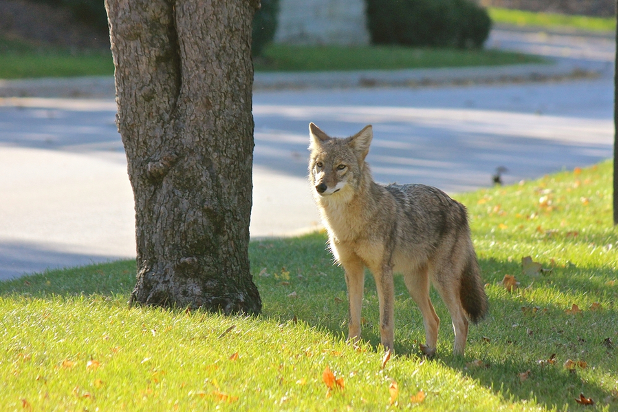 Coyote standing in yard in neighborhood