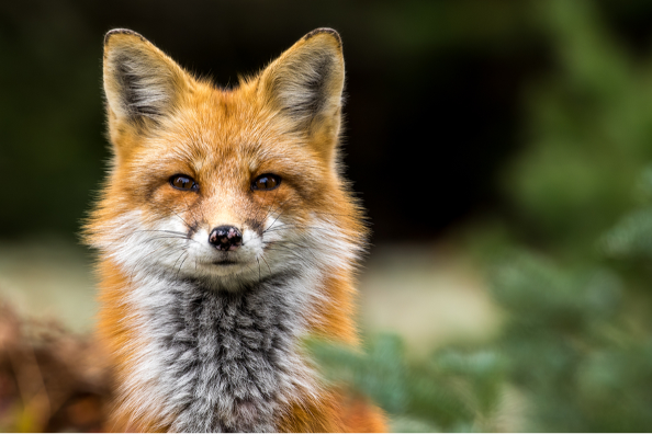 Red fox face and neck