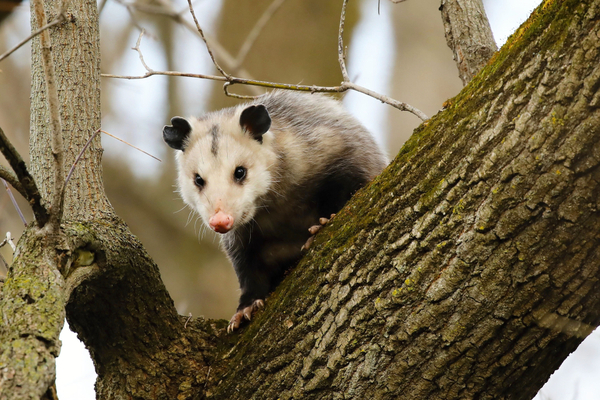 prevent opossums