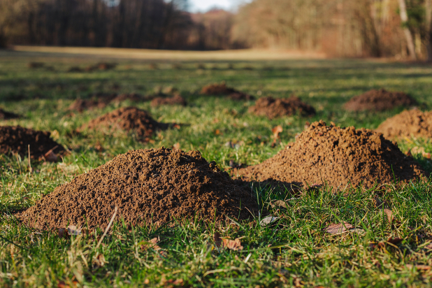Molehills in grass 