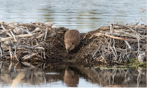 Beaver on top of beaver dam