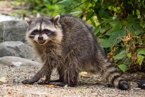 Angry raccoon hissing outside 