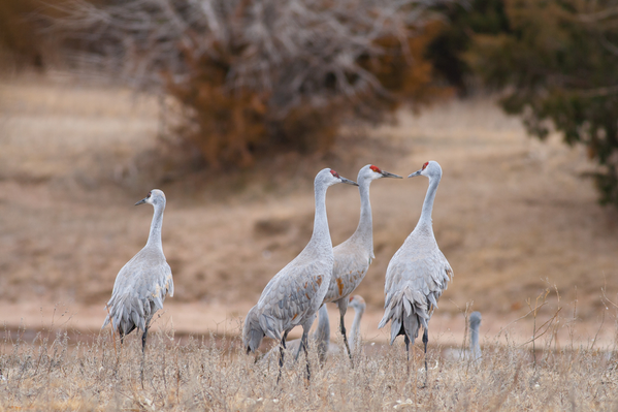 bird spring migration