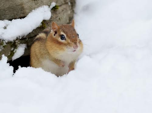 Do Chipmunks Hibernate?