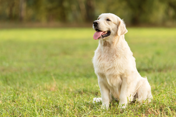 Dog sitting on grass