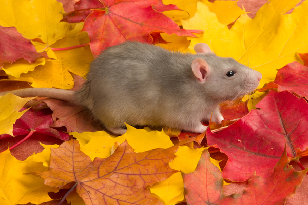 mouse in fall leaves