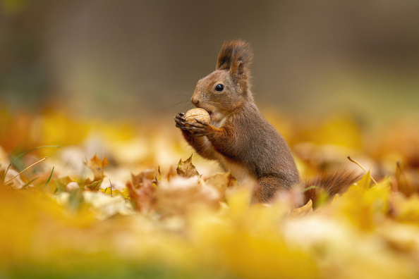 With winter approaching, some wildlife may turn to your home for warmth. Learn more to avoid an infestation! 