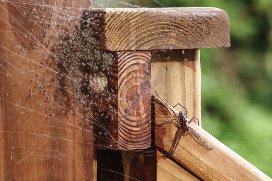 spiders in midwest