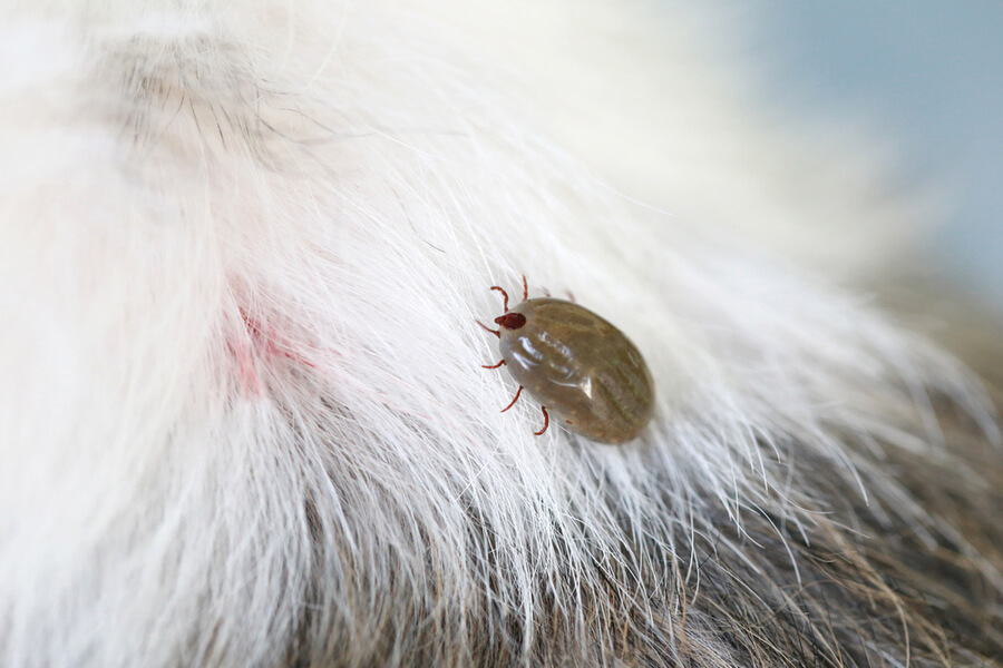 keep ticks off your pet