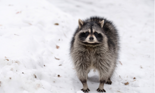 Raccoon in the snow