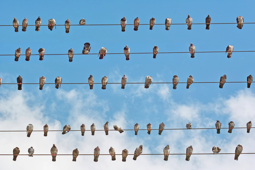 Birds perched on wire