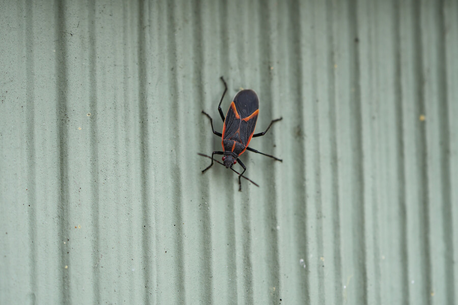 boxelder bugs in fall