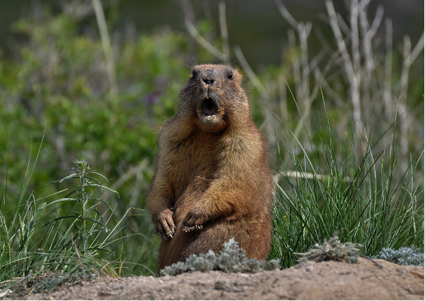 Groundhog popping out of burrow