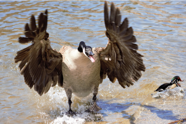 aggressive goose