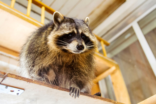 raccoon in home