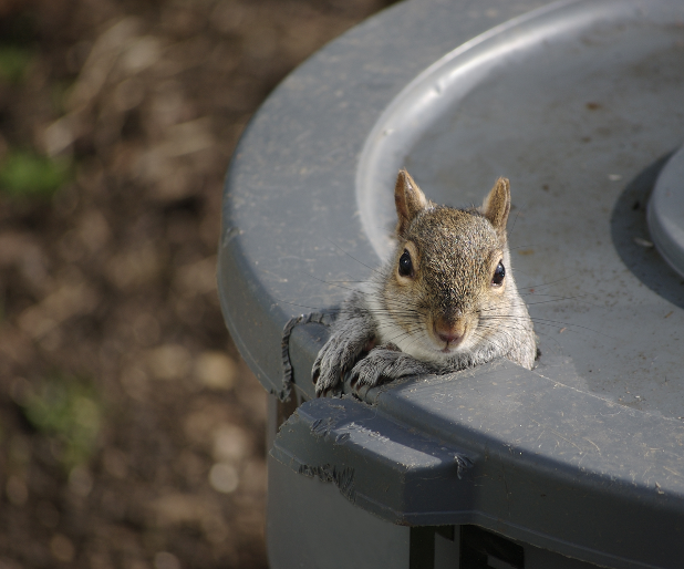 Squirrel sticking its head out of grey trash can 